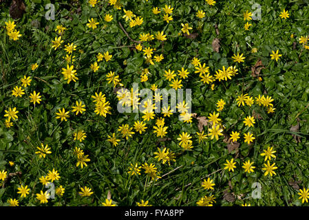 Kleinen Celandines, Ficaria Verna, gelb blühenden Frühling Hahnenfuß-ähnliche Pflanze Stockfoto