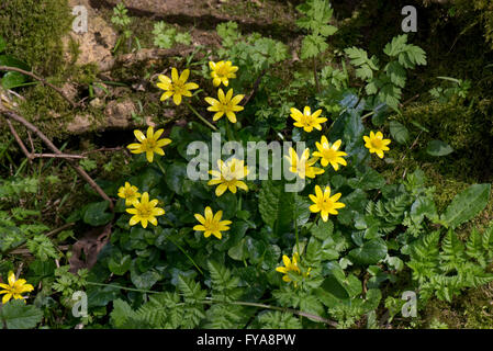 Kleinen Celandines, Ficaria Verna, gelb blühenden Frühling Hahnenfuß-ähnliche Pflanze Stockfoto