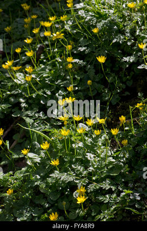 Kleinen Celandines, Ficaria Verna, gelb blühenden Frühling Hahnenfuß-ähnliche Pflanze Stockfoto