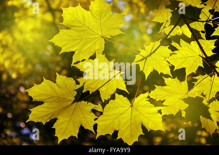 Blätter im Herbst sehr flachen Fokus Stockfoto