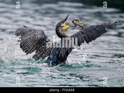 Kormoran (Phalacrocorax Carbo) Fischfang in Li-Fluss Stockfoto