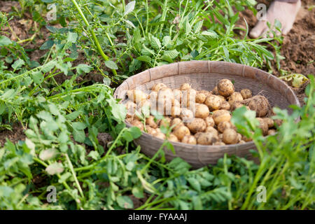 Thakurgong, Bangladesch Kartoffel Feld Arbeiter © Jahangir Alam Onuchcha/Alamy Stockfoto