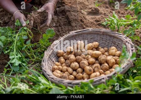 Thakurgong, Bangladesch Kartoffelfeld Arbeitnehmer © jahangir Alam onuchcha/alamy Stockfoto