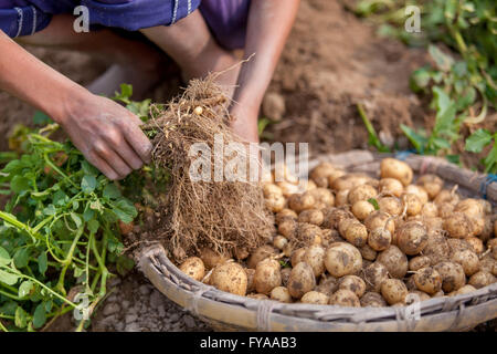 Thakurgong, Bangladesch Kartoffelfeld Arbeitnehmer © jahangir Alam onuchcha/alamy Stockfoto