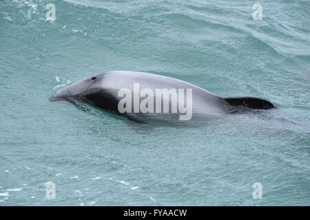 Hector Delfin - Cephalorhynchus hectori Stockfoto