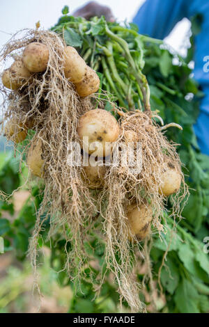 Portrait von Bauer Holding Kartoffel zu Kamera im ländlichen Bereich © jahangir Alam onuchcha/alamy Stockfoto