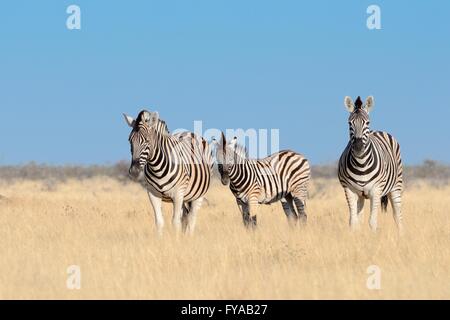 Burchell Zebras (Equus Burchelli), Erwachsene und Fohlen, stehend im trockenen Rasen, Etosha Nationalpark, Namibia Stockfoto