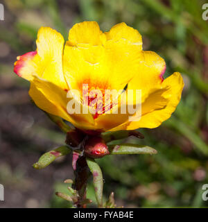 Moosrose Portulak (Portulaca Grandiflora), North Rhine-Westphalia, Deutschland Stockfoto