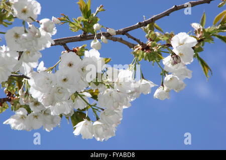 Blüten auf dem Ast eines "großen, weißen Kirsche" (Prunus Tai Haku), in einem Park von Nottinghamshire - April Stockfoto