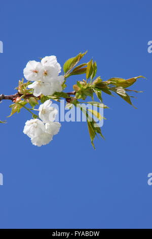 Blüten auf dem Ast eines "großen, weißen Kirsche" (Prunus Tai Haku), in einem Park von Nottinghamshire - April Stockfoto