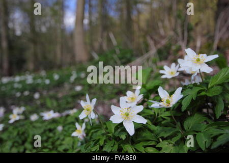 Holz-Anemonen (Anemone Nemorosa) blühen auf dem Boden einer alten Derbyshire Wald an einem sonnigen Frühlingstag, England UK - April Stockfoto