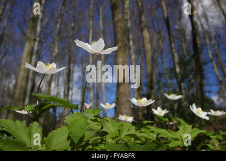 Buschwindröschen (Anemone officinalis) Blüte auf dem Boden eines alten Derbyshire woodland im Frühjahr, Großbritannien Stockfoto