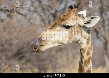 Angolanische Giraffe, lecken, Dämmerung, Etosha Nationalpark, Namibia Stockfoto
