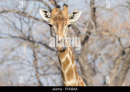 Angolanische Giraffe, lecken, Dämmerung, Etosha Nationalpark, Namibia Stockfoto