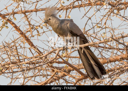 Grauer Wegvogel, Corythaixoides concolor, aka grey lourie, graue Loerie, Dämmerung, Etosha National Park, Namibia Stockfoto