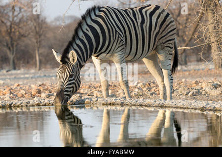 Plains Zebra, Burchells Rennen, Trinken am Wasserloch, Dämmerung, Etosha National Park, Namibia Stockfoto