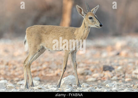 Männliche Zwergduiker, Sylvicapra grimmia, auch bekannt als Grauer oder Buschduiker, warzend im Wasserloch, Etosha National Park, Namibia zu trinken Stockfoto