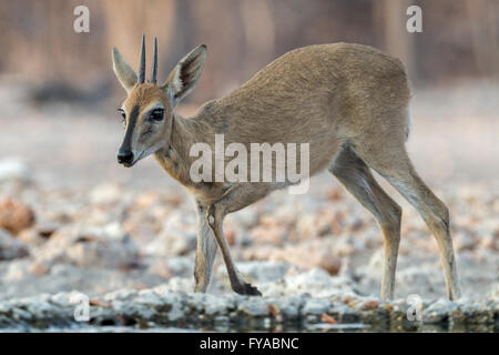 Männliche Zwergduiker, Sylvicapra grimmia, auch bekannt als Grauer oder Buschduiker, warzend im Wasserloch, Etosha National Park, Namibia zu trinken Stockfoto