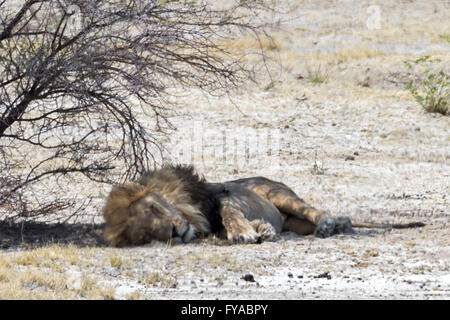Schlafender, schwarzer Löwe, Etosha National Park, Namibia Stockfoto