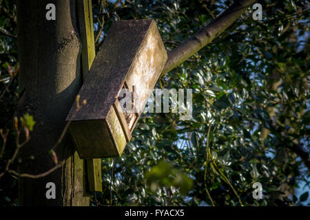 Turmfalken (Falco tinnunculus) sitzt auf einem Nest in einer alten Eule, England, Großbritannien Stockfoto