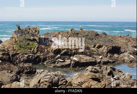 Dichtungen liegen auf den Felsen als Wellen hinter ihnen im Salt Point State Park an der Nordküste von Kalifornien. Stockfoto