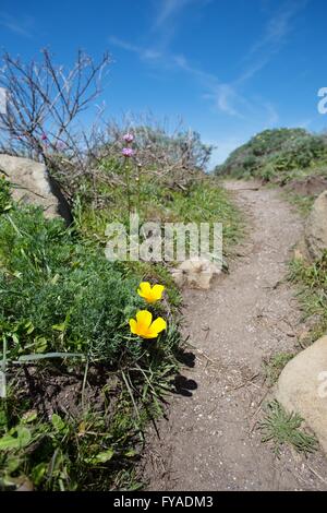 Wild California Poppies wächst entlang einen Wanderweg im Salt Point State Park in Nord-Kalifornien, USA. Stockfoto