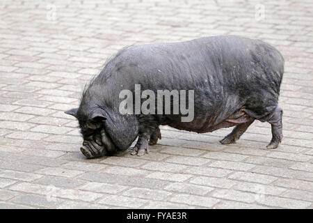 Hängebauchschwein, Zoo ´Schwarze Berge´, Rosengarten, Niedersachsen, Deutschland Stockfoto