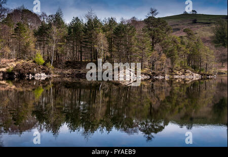 Forest Edge Reflexionen in Tarn Hows, The Lake District Cumbria Stockfoto