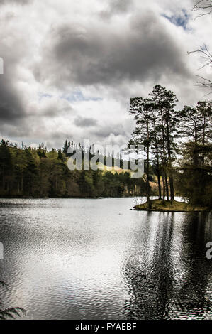 Tarn Hows am Nachmittag, in der Nähe von Conistan. Stockfoto