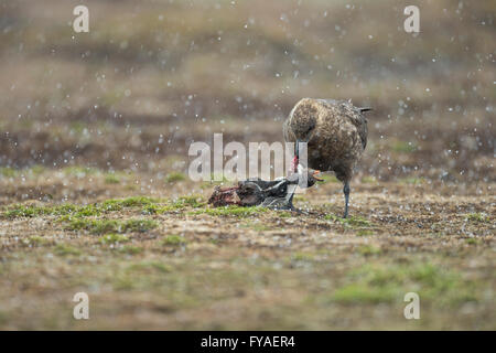 Braune Skua Stercorarius Antarcticus Erwachsenen Essen Gentoo Penguin Pygoscelis Papua, Sea Lion Island, Falkland-Inseln im Dezember. Stockfoto