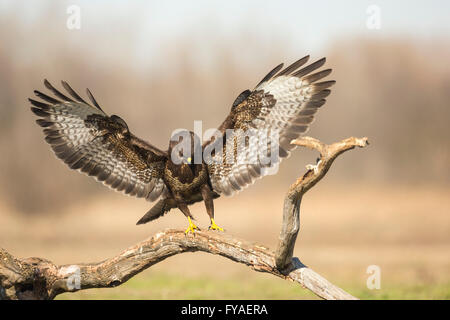 Gemeinsamen Bussard Buteo Buteo, Landung auf Ast mit Flügel ausgestreckt, Subotica, Serbien im Februar. Stockfoto