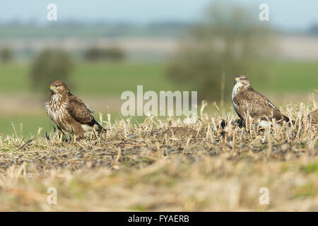 Gemeinsamen Bussard Buteo Buteo, zwei Vögel ruhen im Stoppelfeld, Berwick Bassett, Wiltshire, UK im Januar. Stockfoto