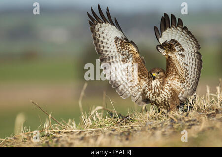 Gemeinsamen Bussard Buteo Buteo, Erhöhung der Flügel zum Abflug, Berwick Bassett, Wiltshire, UK im Januar. Stockfoto