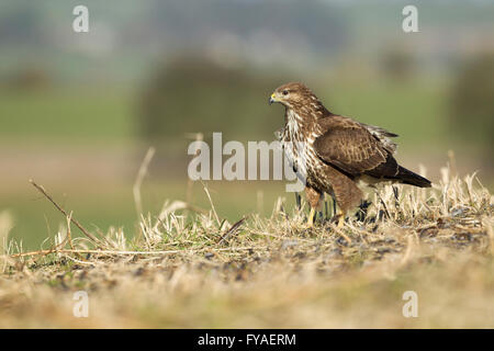 Gemeinsamen Bussard Buteo Buteo, auf Boden im Stoppelfeld, Berwick Bassett, Wiltshire, UK im Januar. Stockfoto