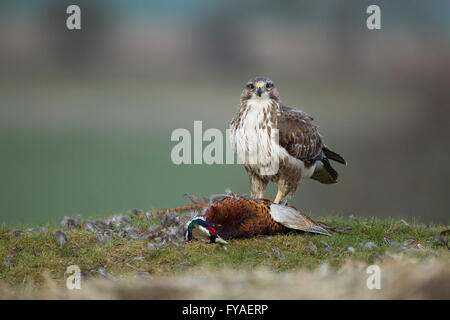 Gemeinsamen Bussard Buteo Buteo, Fütterung auf gemeinsame Fasan, Berwick Bassett, Wiltshire, UK im Januar. Stockfoto