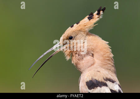 Eurasische Wiedehopf Upupa Epops, Erwachsene, Aufruf vom Nistplatz, Soltvadkert, Ungarn im Juni. Stockfoto