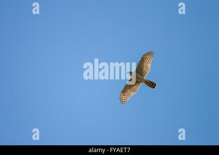 Eurasian Sparrowhawk Accipiter Nisus, im Flug gegen blauen Himmel, Achladeri, Lesbos im April. Stockfoto