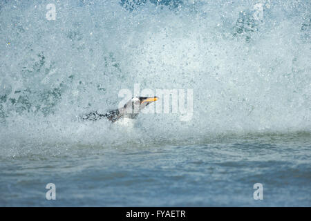 Gentoo Penguin Pygoscelis Papua, Erwachsene, Rückkehr aus Angeln Ausflug, Insel, Falkland-Inseln im Dezember. Stockfoto