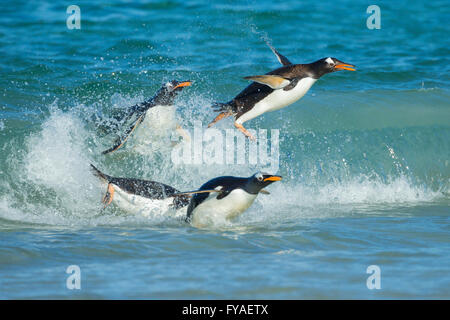 Gentoo Penguin Pygoscelis Papua, vier Erwachsene, Rückkehr aus Angeln Ausflug, Insel, Falkland-Inseln im Dezember. Stockfoto