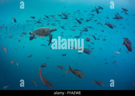 Pazifische Suppenschildkröte Chelonia Mydas, mit Pacific Creolefish Kicker Rock, Isla San Cristobal, Galápagos-Inseln im April. Stockfoto