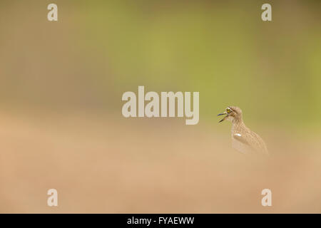 Senegal Thick-knee Burhinus Senegalensis, Aufruf von versteckten Position, Mole National Park, nördlichen, Ghana im März. Stockfoto