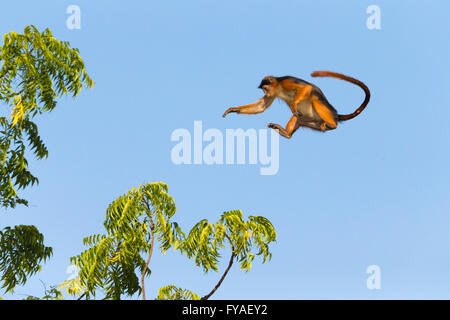 Westliche Rote Stummelaffen Procolobus Badius, in der Luft Sprung zum Baum gegen blauen Himmel, Georgetown, Gambia im November. Stockfoto