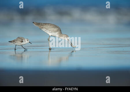 Willet Tringa Semipalmata und Sanderling Calidris Alba, Futtersuche entlang der Küstenlinie, Morro Bay, Kalifornien, USA im Oktober. Stockfoto