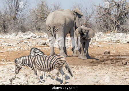 Elefanten (Mutter + Nachkommen) Plain's Zebras, Burchell's race, Waterhole, Etosha National Park, Namibia Stockfoto