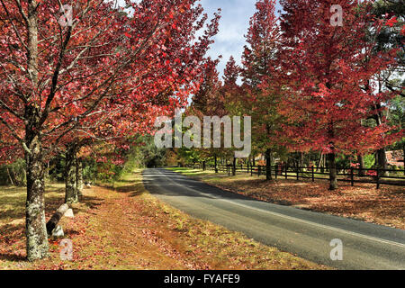 Linien der roten Laubbaume Ahornbäume über Asphaltstraße im Herbst. Mt Wilson Blattfall spektakuläre in Blue Mountains von hoch Saison Stockfoto