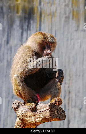 Cercopithecidae Stockfoto