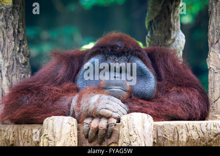 Orang-Utan posieren vor der Kamera. Orang-Utans sind die beiden ausschließlich asiatischen Arten der erhaltenen Menschenaffen. Stockfoto