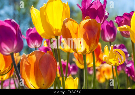 Bunter Frühling Tulpen in voller Blüte Papilion Gardens in Muskogee, Oklahoma Honor Heights Park. USA. Stockfoto