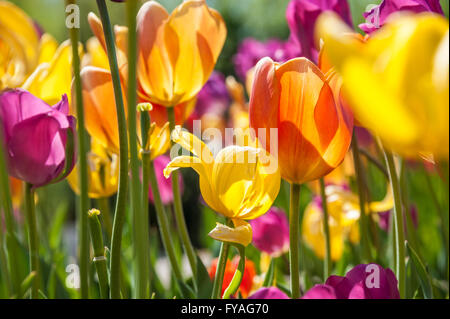 Bunte sonnenbeschienenen Tulpen im Garten Tulpe an der Papilion in Muskogee, Oklahoma Honor Heights Park. USA. Stockfoto