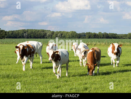 Junge rote und weiße Holstein Kühe auf landwirtschaftlichen Nutzflächen in den Niederlanden Stockfoto